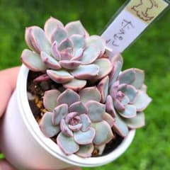 97.多肉植物 ボラピル 1450円【抜き苗】 m53683808353_1.jpg?1750904254
