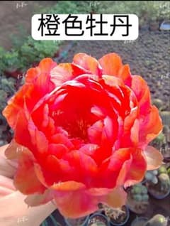 r*e様 56-橙色牡丹 花サボテン ロビビア属 群開花 カキコ - メルカリ