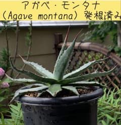 アガベ モンタナ ケースごと メルカリ便 アガベ・モンタナ（Agave montana）発根済み - メルカリ
