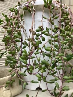 ルビーネックレス 多肉植物 75g以内のサムネイル