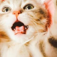 Sayaka様専用のサムネイル