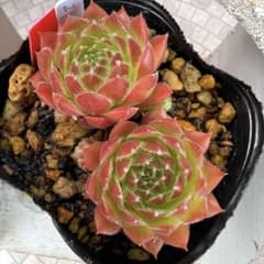多肉植物 センペルビウム パシフィックグリーンローズ No.21【赤