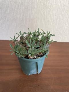 ユーフォルビア　蛾眉山のサムネイル