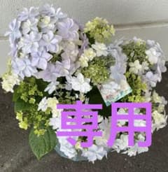 紫陽花 ブリーディングセレクション 大栄花園 6号鉢 宅急便そのまま