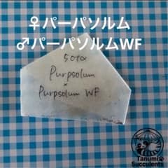 交配種子パーパソルム×パーパソルムWFのサムネイル
