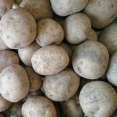 小さめじゃがいも 5kg(大体60個ほど)のサムネイル