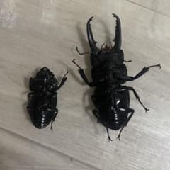 超貴重　イキヒラタ　パラタイプ　ペア　標本　野外採集品 m53744701953_1.jpg?1756034204
