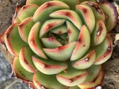 ポリリンゼ　抜き苗　ベンケイソウ科 エケベリア属のサムネイル