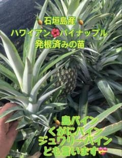腰痛餅さま専用南国 石垣島産 ピーチパイン栽培苗 育成苗 50株セット 南国 石垣島産 ハワイ種パイン栽培苗 育成苗 5株セット 元気な苗から