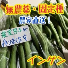 岡山県産 インゲン 500g 無農薬・固定種 野菜のサムネイル