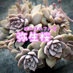 多肉植物 （ぼのぼのさん） 弥生桜 カット苗① - メルカリ