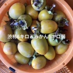 渋柿 干し柿用 露地栽培とみかん1キロのサムネイル