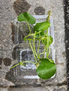 ウォーターマッシュルーム　水草　ビオトープのサムネイル