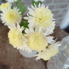 白中黄色菊抜き苗(6) - メルカリ