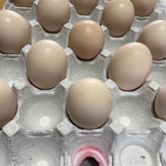 ふたご卵50個のサムネイル
