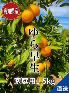 ゆら早生みかん最高峰の甘さ！】高知県産 ゆら早生みかん小粒サイズ1.5kgのサムネイル