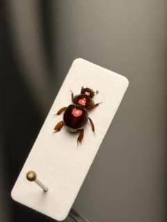 【ラスト】マンマルコガネ レッドフォーム 標本 とんでもない甲虫 プラチナコガネ ラスト】マンマルコガネ レッドフォーム 標本 とんでもない甲虫