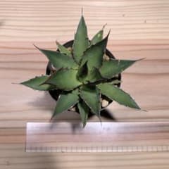 アガベ　AGAVE  ホリダ　horrid 選抜　強棘　連棘のサムネイル