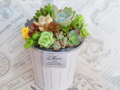 そのまま飾れる多肉植物寄せ植え29 - メルカリ