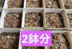 リトープス 抜き苗 ☆2 鉢分 - メルカリ