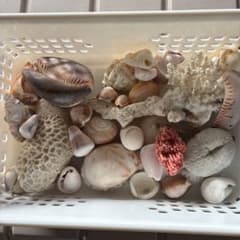 貝殻 珊瑚 セット 1kg - メルカリ