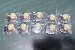 あんスタ 巴日和 缶バッジ ポトレ缶 10点セットのサムネイル
