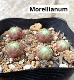 センペルビウム　Morellianum  抜き苗のサムネイル