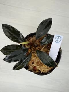 ⭐︎ブセファランドラ モトレィアーナ黒青赤軸絶品個体①パダワン 根