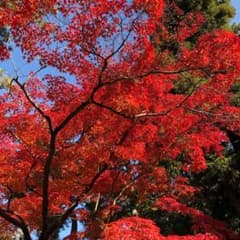 こはる様専用のサムネイル