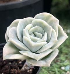 ❤️専用出品❤️ラブリーローズ錦　　　　　　　　　❤️可愛くなる予感①❤️ 多肉植物 ラブリーローズ錦 1株 抜き苗 - メルカリ