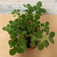 61⭕️翌日発送⭕️アロマティカス ✳︎根付き抜き苗 ✳︎ハーブ多肉植物のサムネイル