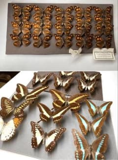 【まとめてok】スラウェシの蝶 1970年代〜　昆虫標本 まとめ売りセットのサムネイル