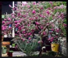 ブルーベリー 穂木 挿し木用 10本 | Shop at Mercari from Japan! | Buyee