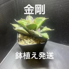 スプリングセール数量限定 アガベ チタノタ 金剛 安心の発根済 鉢植え