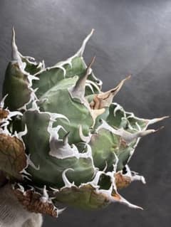 アガベ チタノタ 「 大株白鯨 」特選株 強棘 極上株 - メルカリ