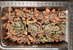 多肉植物寄せ植え用カット苗のサムネイル