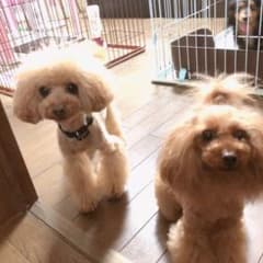 りこねぇ様 専用ですのサムネイル