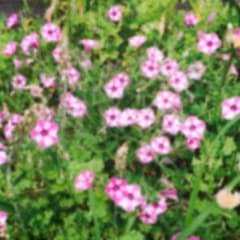 まふゆ様 専用のサムネイル