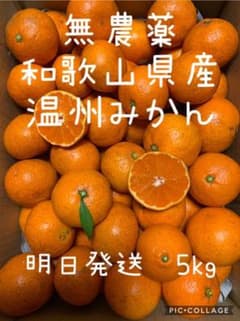 無農薬　和歌山県産　温州みかん（箱込5kg）のサムネイル