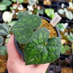 モノドラ　カンアオイ　由布の宴 モノドラ カンアオイ 由布の宴 - メルカリ