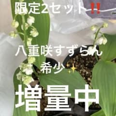 petit grace様 リクエスト 2点 まとめ商品のサムネイル