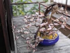 アートフラワー鉢花 （梅）のサムネイル