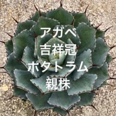 アガベ・ポタトラム吉祥冠　２株セット アガベ・ポタトラム 吉祥冠錦 4.5号鉢 | | アガベ（リュウゼツラン