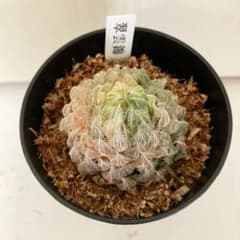 ハオルチア　翠雲のサムネイル