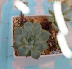 多肉植物】月白(抜き苗) - メルカリ