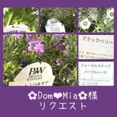 ニーレンベルギア様 リクエスト 4点 まとめ商品 ニーレンベルギア様 リクエスト 4点 まとめ商品 ニーレンベルギア様