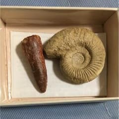 アンモナイト スピノサウルスの歯 化石のサムネイル