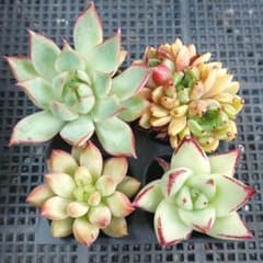 夏Sale】人気種アソート④☆抜き苗☆エケベリア☆多肉☆多肉植物☆寄せ