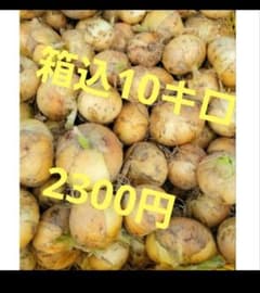 熊本県新玉ねぎ3Lサイズ箱込10キロ　数量限定2300円のサムネイル
