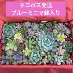 多肉植物　カット苗詰め合わせのサムネイル